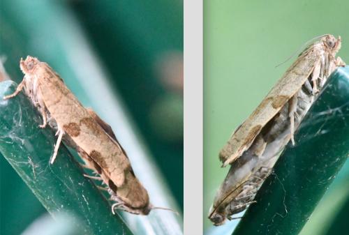 Choristoneura hebenstreitella